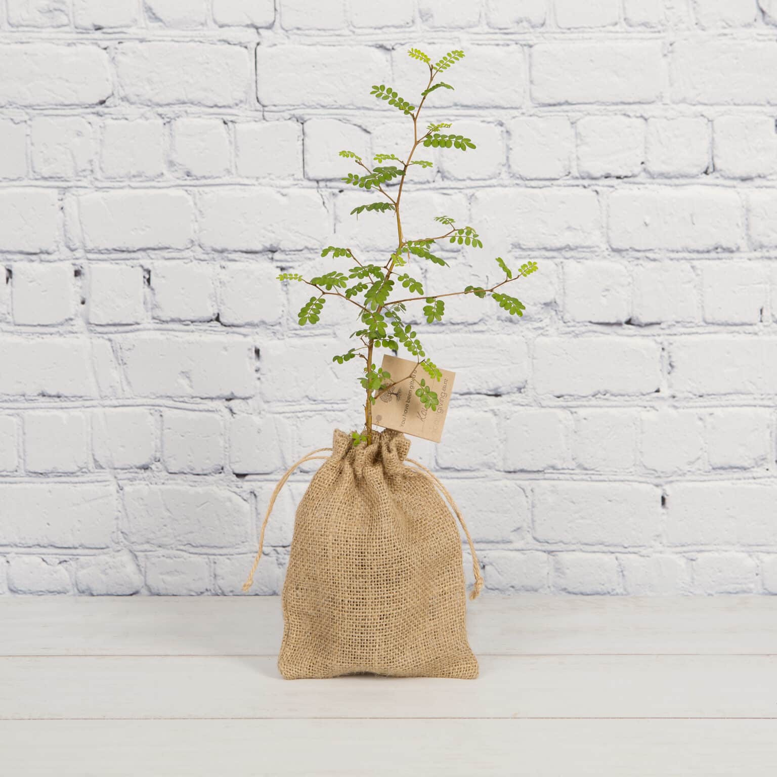 What Is A Memory Tree? The Meaning Behind Different Trees