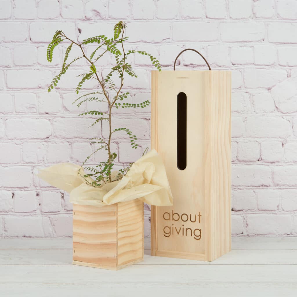 living tree gifts nz, sympathy gifts, remembrance gifts, new home gifts, housewarming gifts nz, real estate gifts, tree gifts, fast nz delivery