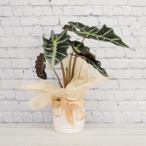 Alocasia Polly House Plant Gift