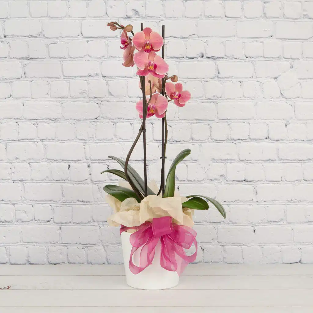 phalaenopsis orchid pink