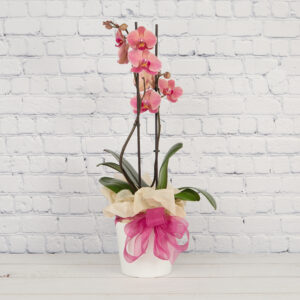 phalaenopsis orchid pink