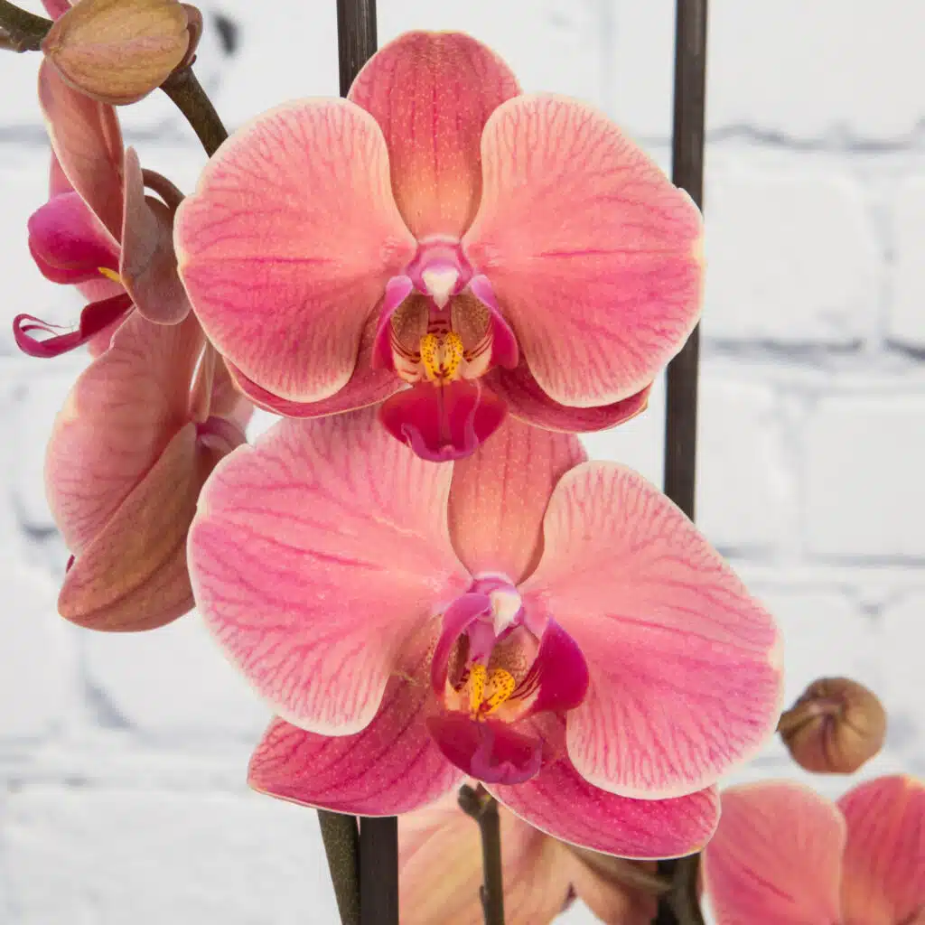 phalaenopsis orchid pink