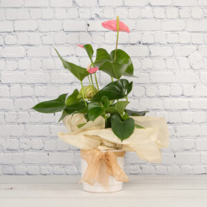 Pink anthurium house plant