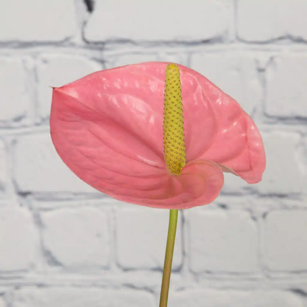Pink anthurium house plant