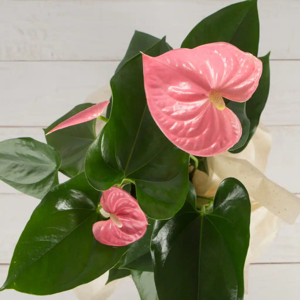 Pink anthurium house plant