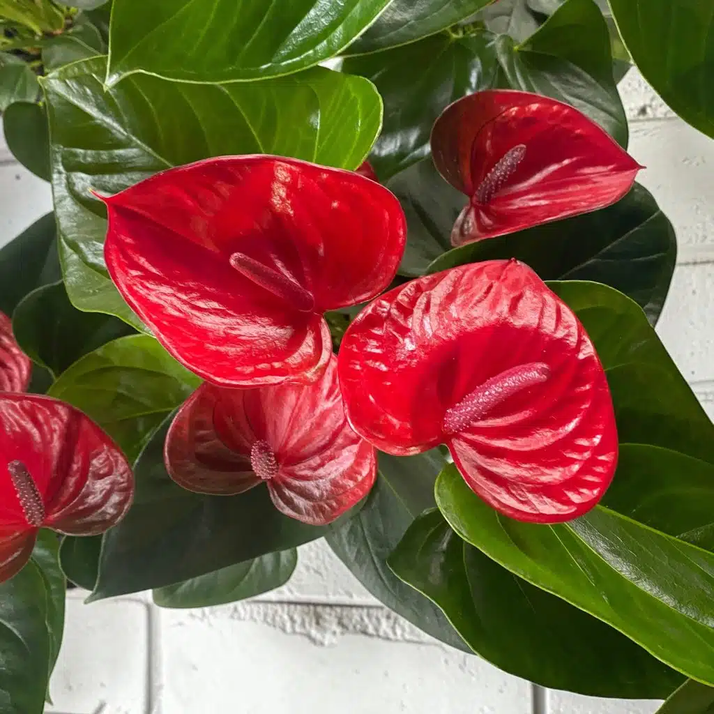 anthurium casanova plant nz