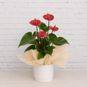 red anthurium plant nz delivery casanova