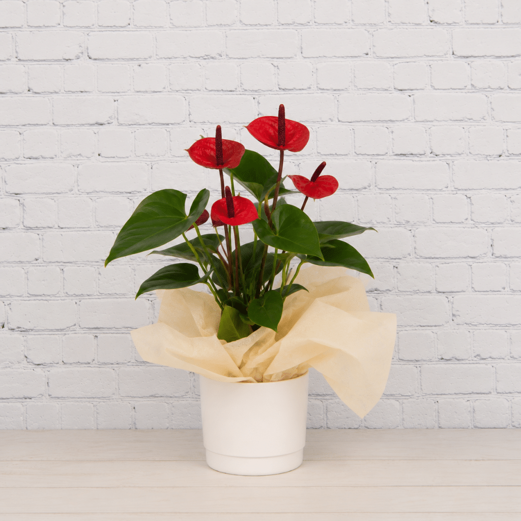 House Plants